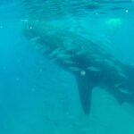 Philippines Shark